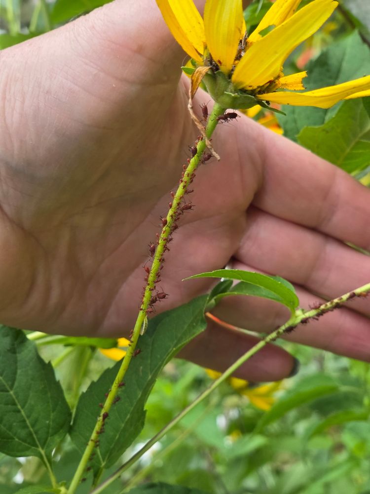 Dozens of tiny red aphids on a coreopsis stem, with person's hand in background 