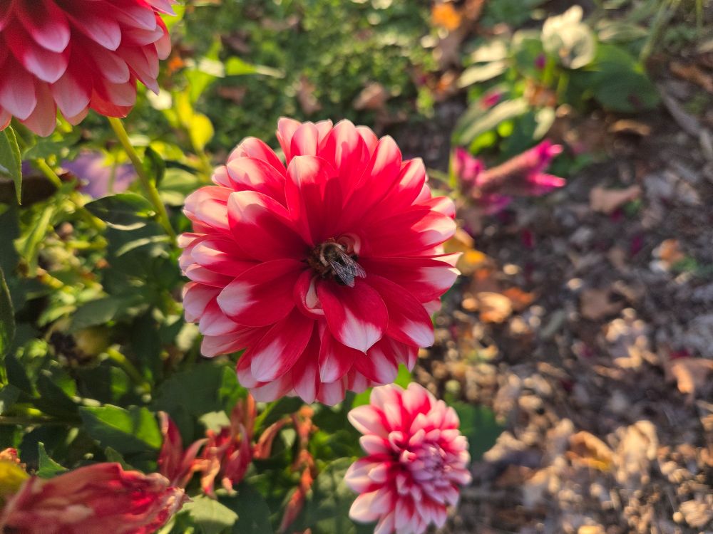 A bumble bee in a red & white dahlia