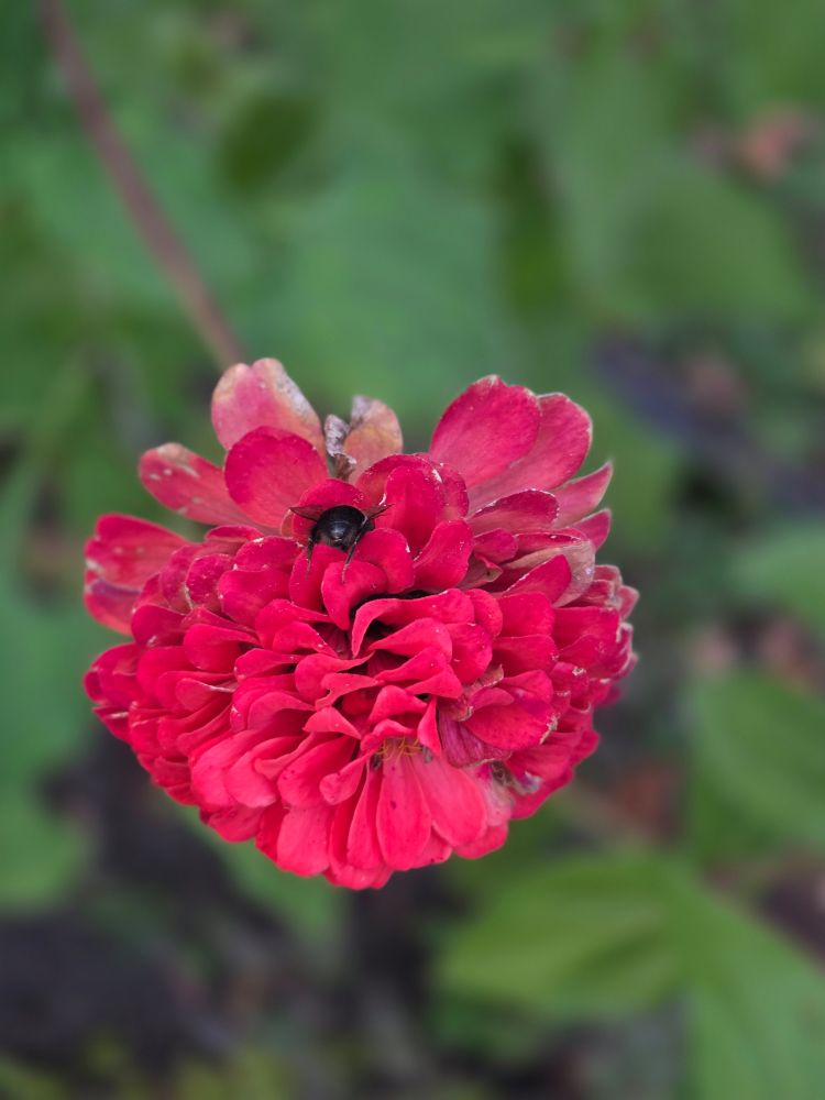 A red zinnia blossom with a bee's bottom wedged into the petals