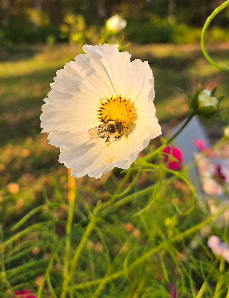 A white Cupcake Cosmo flower with a bee in the middle