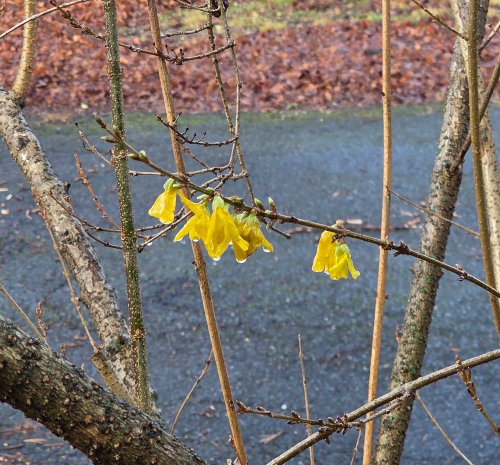 Yellow forsythia blossoms on otherwise bare branches