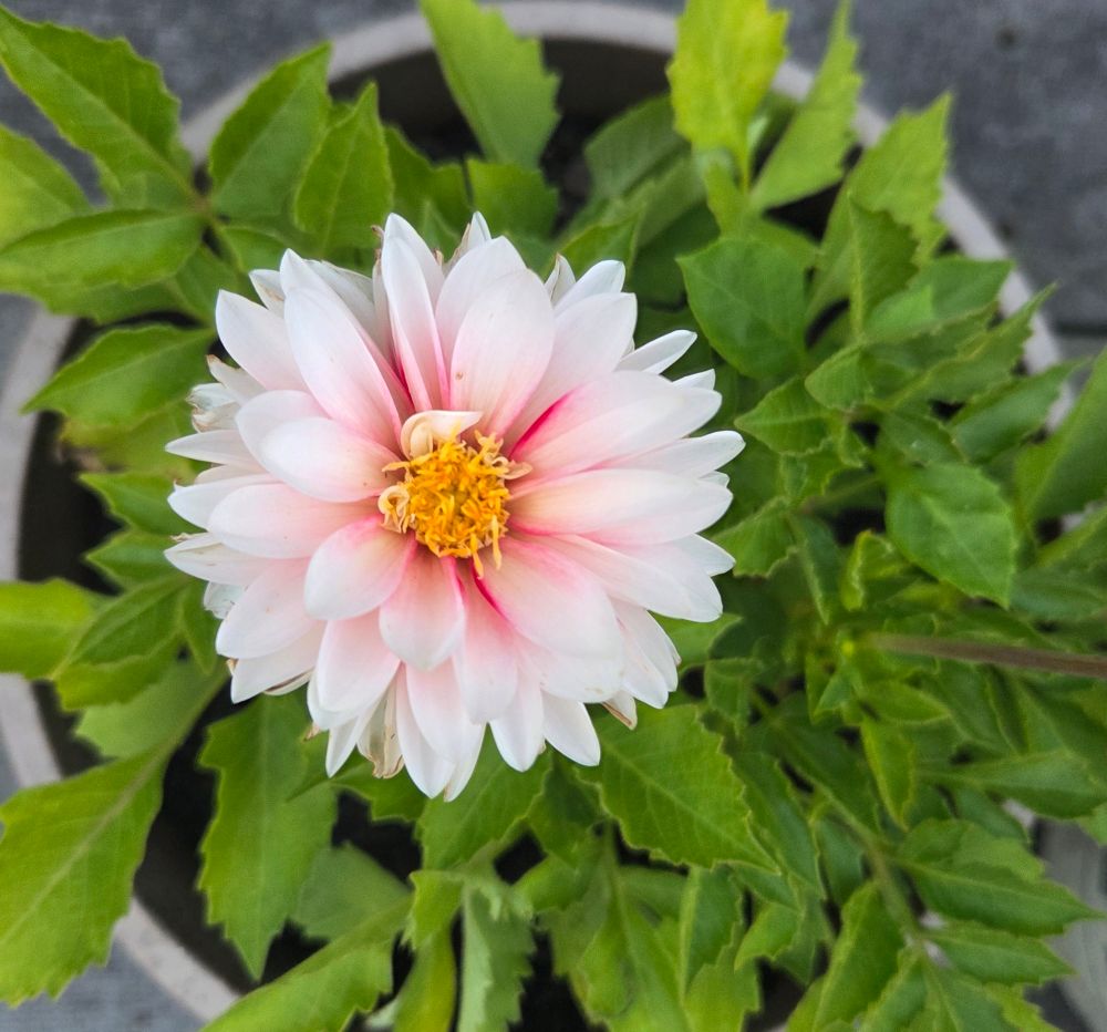 A single, creamy white dahlia flower with red streaks in the center