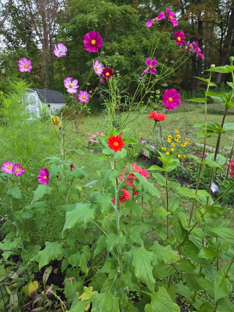 A garden of blooming light and dark pink cosmos, red zinnias, and one reddish orange Mexican sunflower in the center. Brown-eyed Susans in the background.  