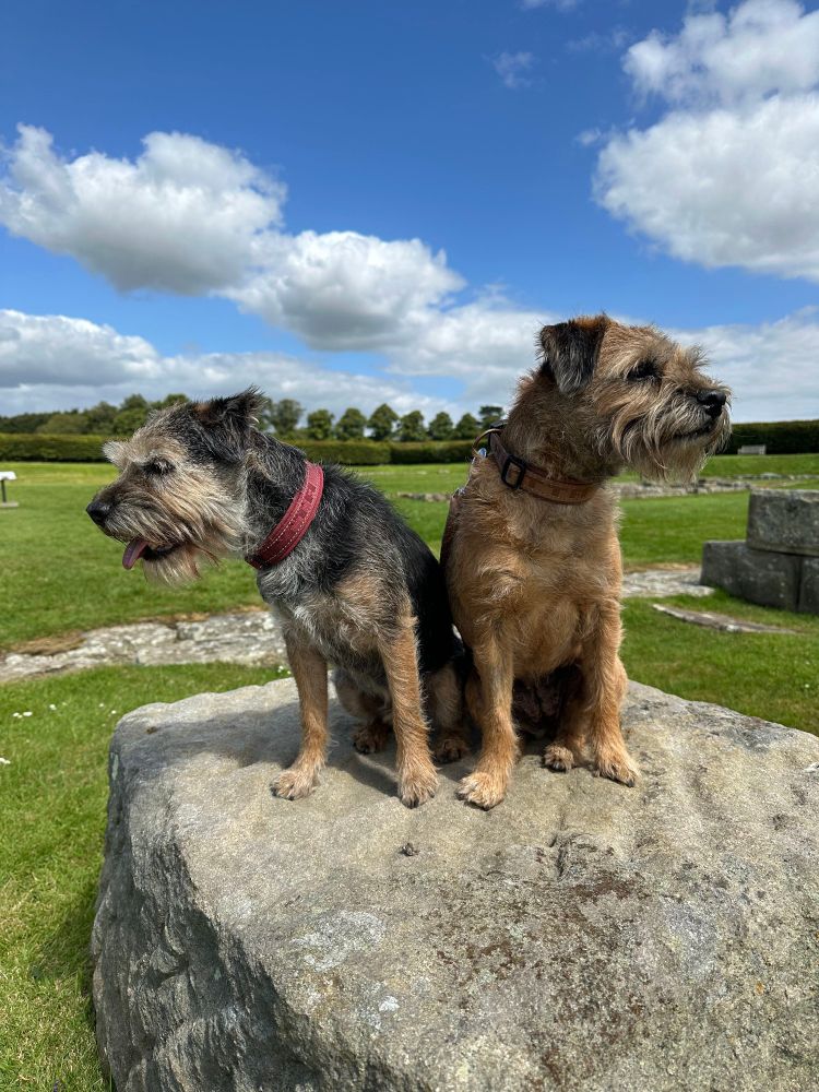 A countryside view of two Border Terriers stood on a large grey boulder.
This is from the remains of Corbridge Roman Town, Northumberland.