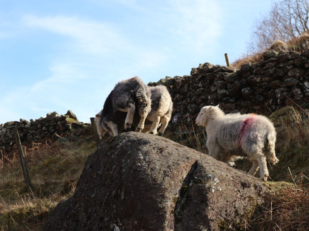 A Lakeland scene. Two Herdwick Sheep are about to step off a large boulder. Behind them another Herdwick is following them.
There is a traditional stone wall behind them.
The sky is blue with thin white clouds.