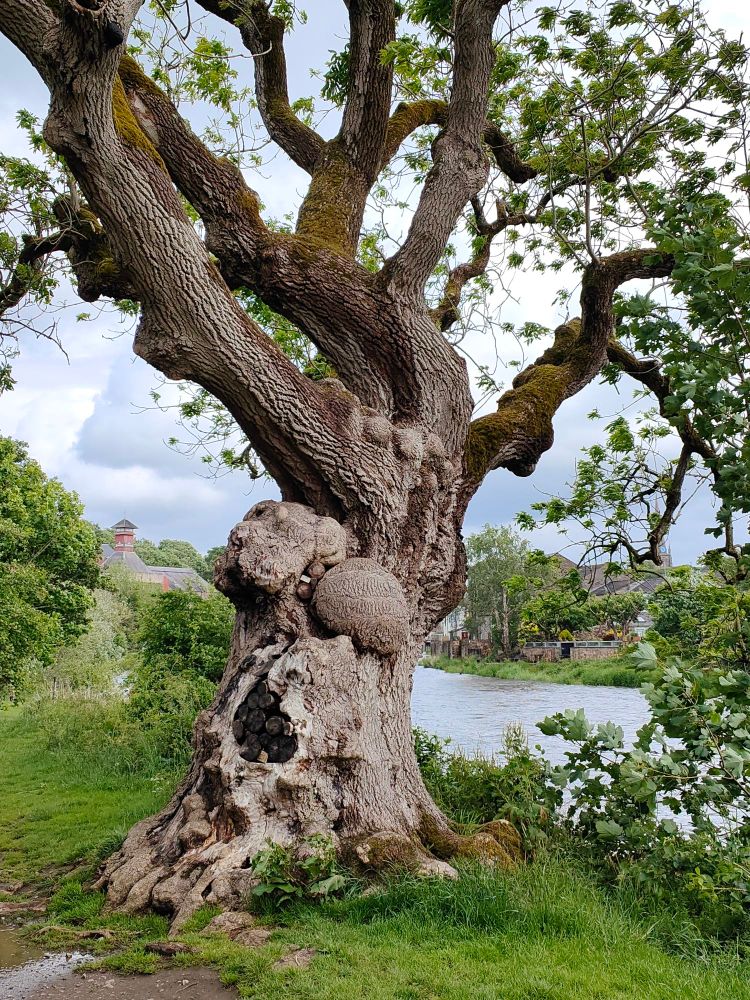 An old oak tree by the riverside. It has a thick trunk with two large burls / burrs just below the start of the large branches which become more twisted and gnarled higher up. There are some smaller burrs higher up in the tree.
Burrs / burls develop as a result of rapid and uncontrolled growth, and results from stressors such as physical damage, infections, environmental factors.
The River Derwent is in the background to the right.
The distinctive pagoda of Jennings Brewery is in the distance on the left.