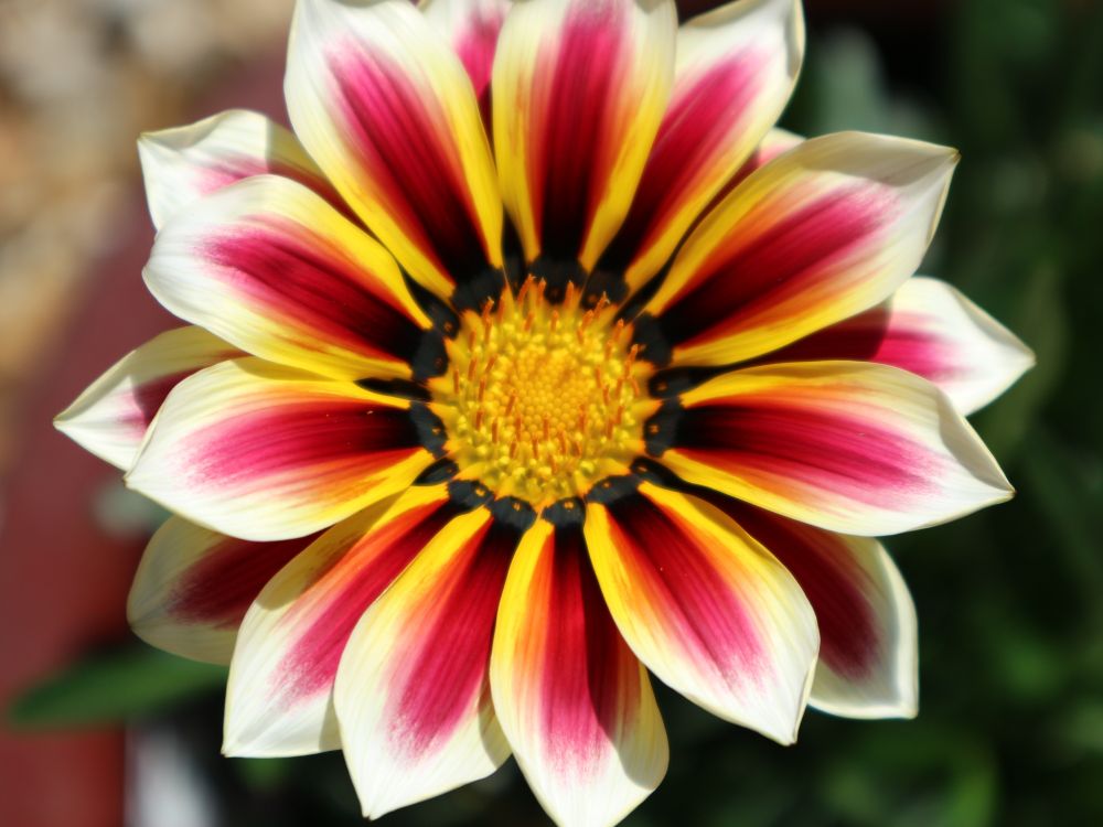 A close up of a single Gazania flower.
The petals are a combination of red and yellow with a cream white outline.
The background is blurred with green leaves.