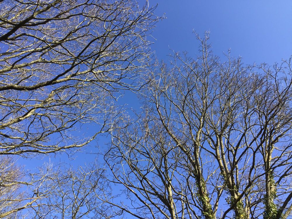 Blue sky with tree branches spangled over it as we look up through them 
