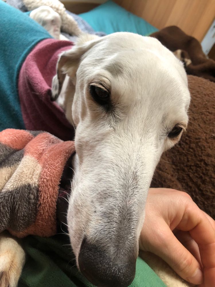 Deceptively sad white long dog with his head resting on my hand. 
