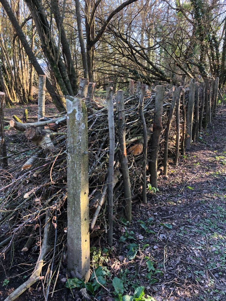 A dead hedge, willow posts containing a large amount of cut brash and branches. 