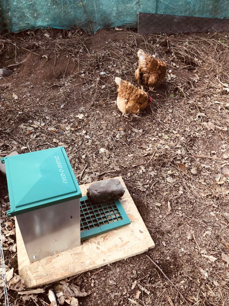 Green and silver treadle hen feeder with two brownish red hens showing no interest at all in the background