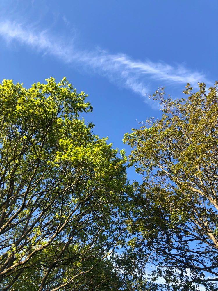 Green sprouting tree branches against a very blue sky. 