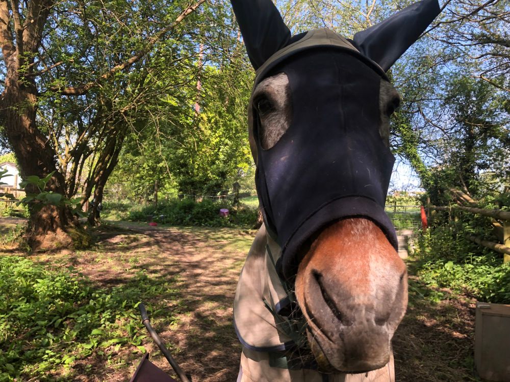 Grey and bay pony in a blue hood looking a bit derpy. 
