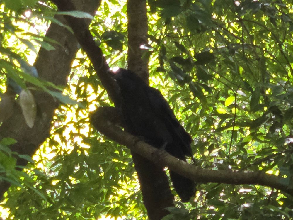 A close-up view of a crow on a tree branch.