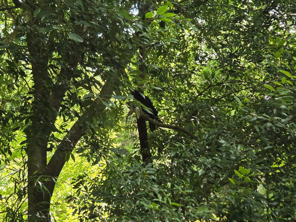 A crow resting on a tree branch.