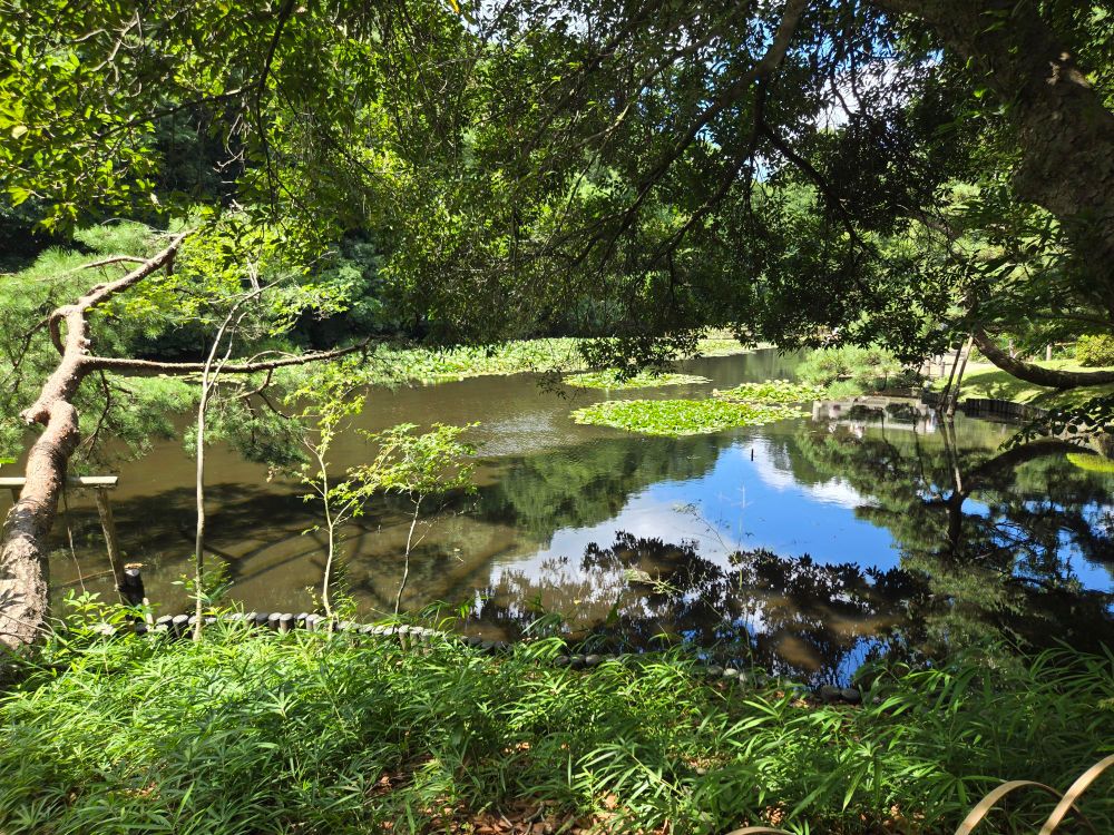 A pond with Lilies on the surface of the water