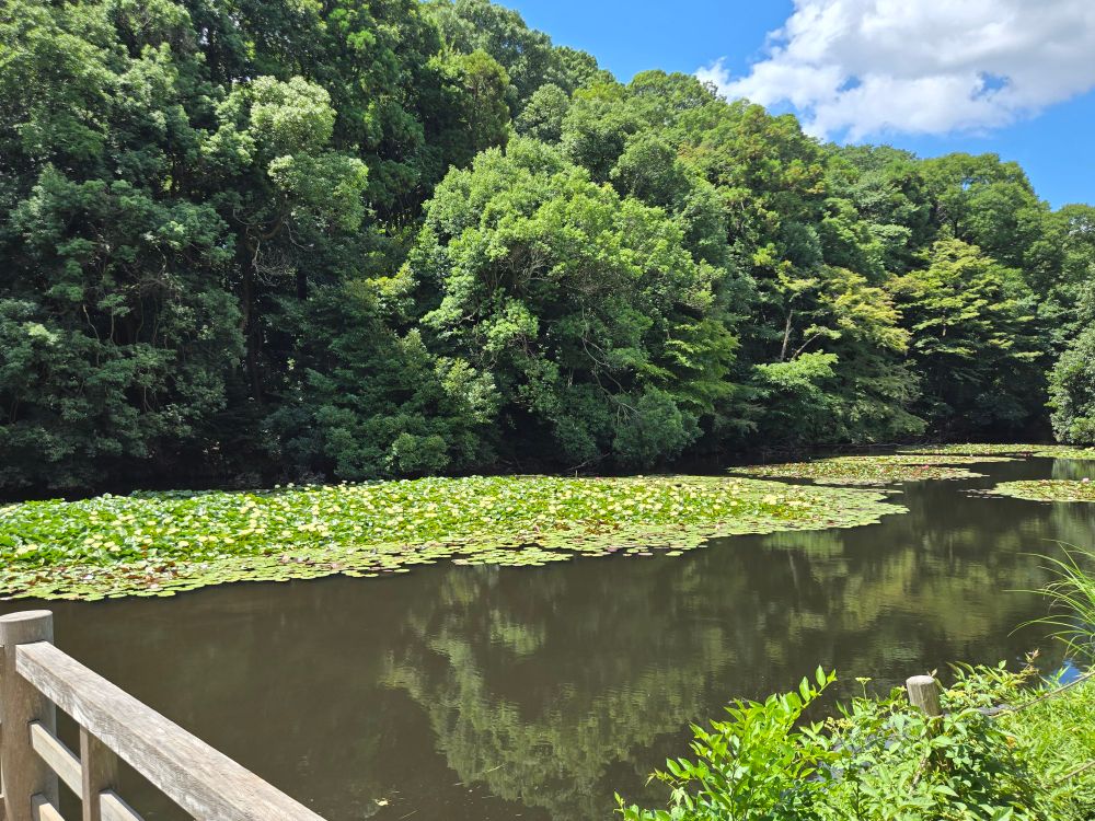 A pond, viewed from a small dock. Lilies cover much of the water.