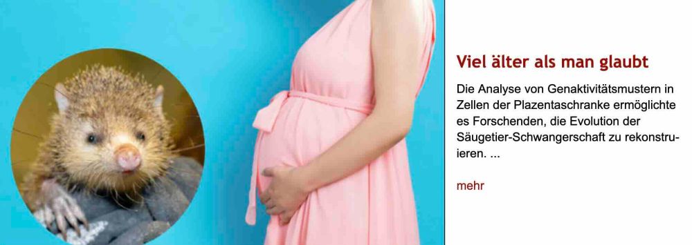 Montagebild mit einer schwangeren Frau im rosa Kleid vor blauem Hintergrund und einem kreisrunden Porträt eines Großen Tenreks – symbolisch für den evolutionären Zusammenhang zwischen früher Plazentaentwicklung bei Säugetieren und moderner Schwangerschaft. Rechts daneben Überschrift "Viel älter als gedacht" des im Post verlinkten Artikels, gefolgt von dessen Vorspann mit dem Text: "Die Analyse von Genaktivitätsmustern in Zellen der Plazentaschranke ermöglichte es Forschenden, die Evolution der Säugetier-Schwangerschaft zu rekonstruieren."