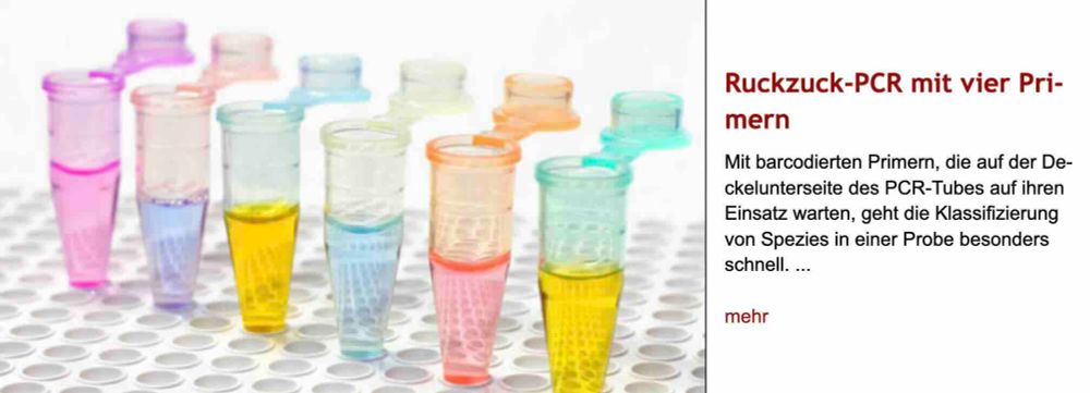 Foto: Sechs Eppendorf-Reaktionsgefäße stehen in einem Ständer in Reihe, von links nach rechts zur Hälfte mit Flüssigkeiten in den Farben hellrot, hellblau, gelb und wieder hellrot, hellblau, gelb gefüllt. Rechts daneben Überschrift "Ruckzuck-PCR mit vier Primern" des im Post verlinkten Artikels, gefolgt von dessen Vorspann mit dem Text: "Mit barcodierten Primern, die auf der Deckelunterseite des PCR-Tubes auf ihren Einsatz warten, geht die Klassifizierung von Spezies in einer Probe besonders schnell."