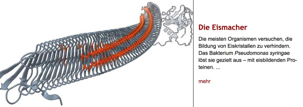 Bändermodell der Struktur des Eiskristll-bildenden Proteins von Pseudomonas syringae. Rechts daneben Überschrift "Die Eismacher" des im Post verlinkten Artikels, gefolgt von dessen Vorspann.