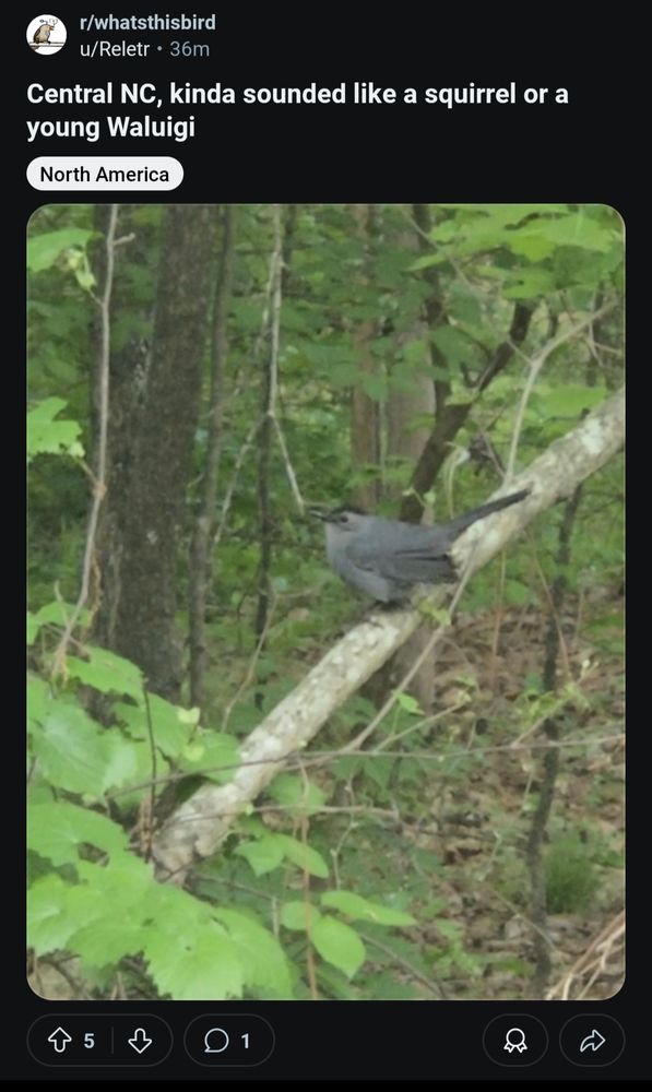 r/whatisthisbird

Central NC, kinda sounded like a squirrel or a young waluigi

pictured: a stout gray songbird with a black crest perched on a branch in the forest.

the post is flaired north america. there are five upvotes, and one reply, where a bot identifies it as a grey catbird.
