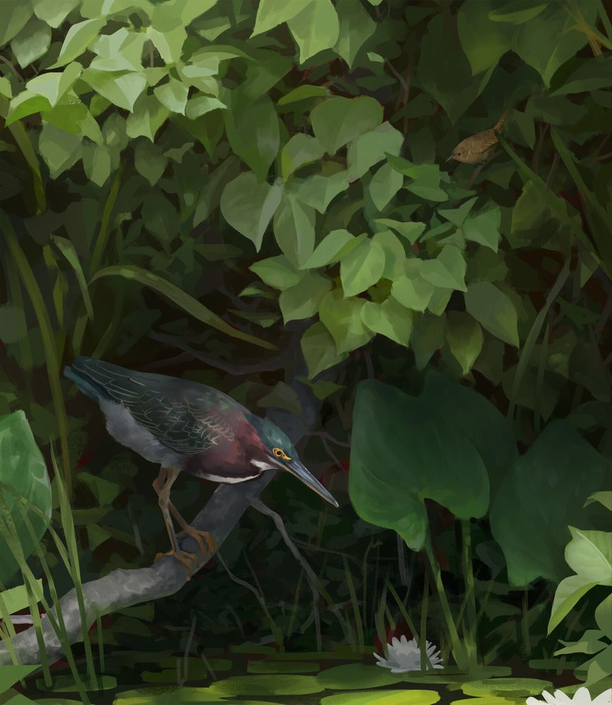 digital illustration of a green heron perched on a narrow log over a pond, surrounded by bright foliage.