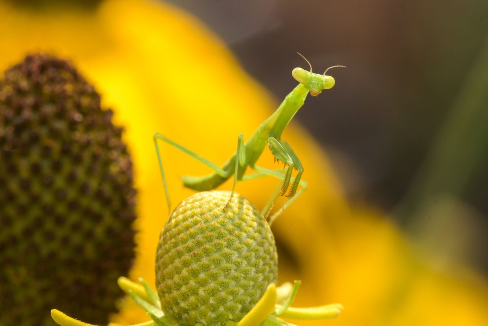 a green mantis perches on top of a coneflower.