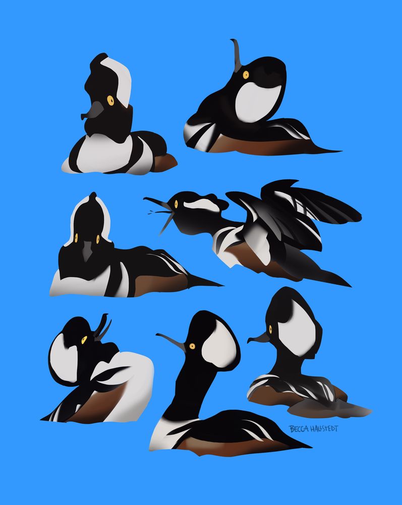 goofy drawings of hooded mergansers 