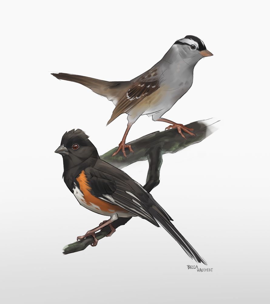 digital illustration of a white-crowned sparrow and an eastern towhee