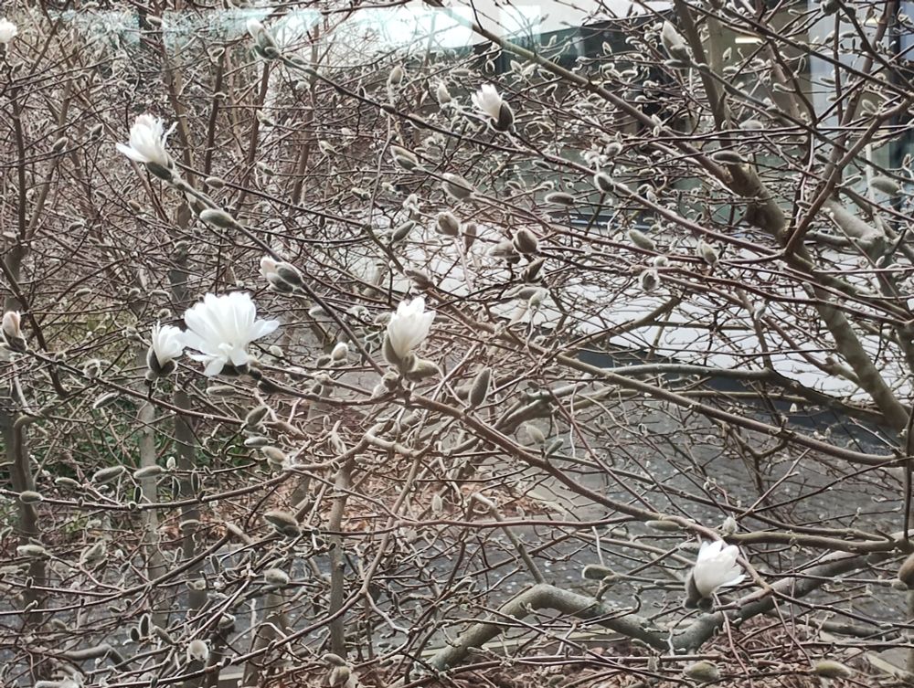 Photo of snowy magnolia flowers.