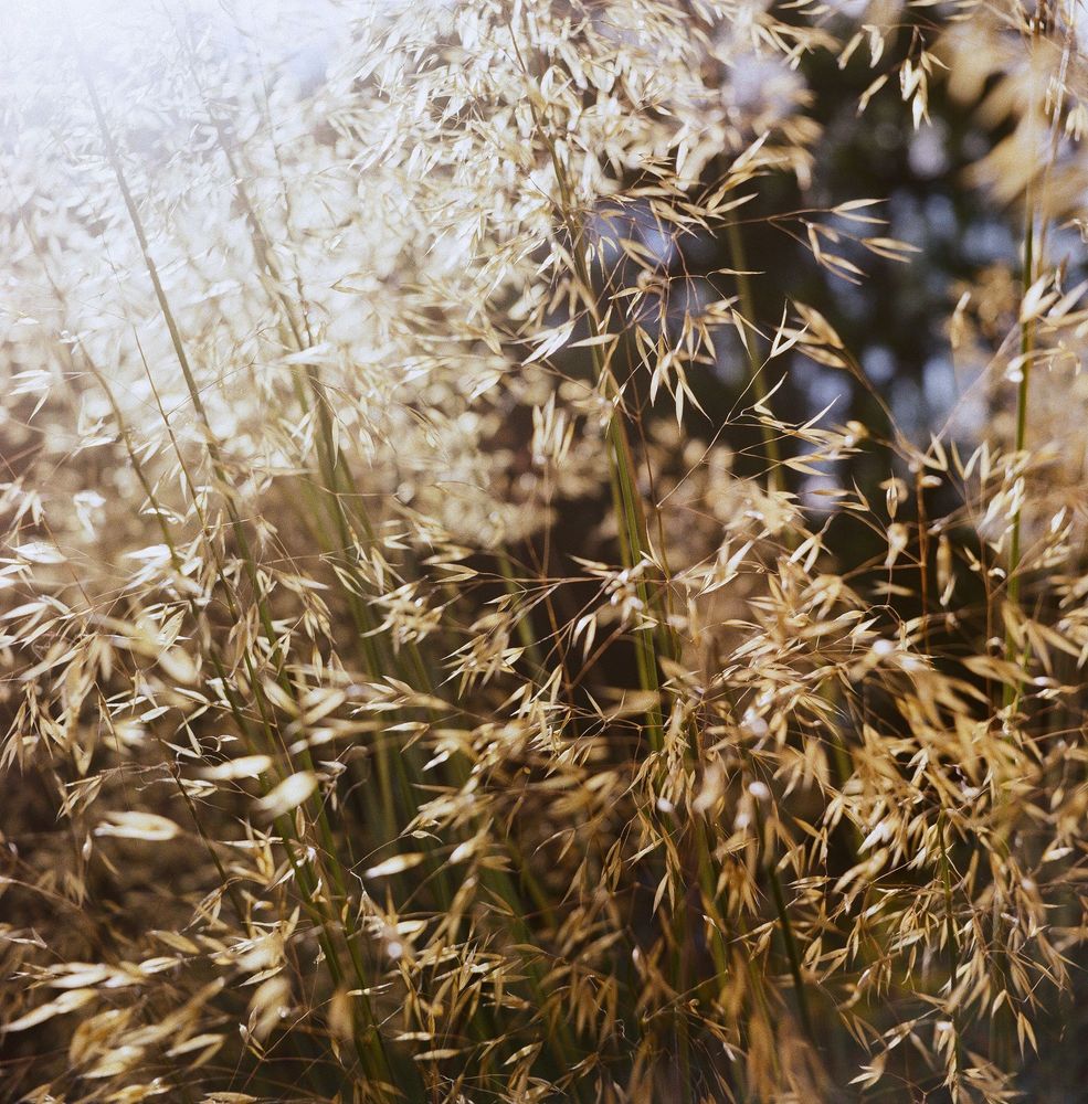 colour film photo showing close up of sunlight shining through grass with large golden seed heads