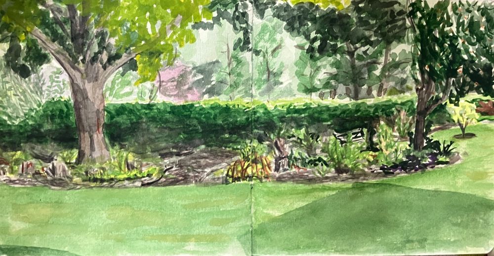 watercolour sketch of shady corner of a garden in late afternoon. enclosed by a hedge with trees either side, and ferns, hellebors, stumps etc. populating the curved beds