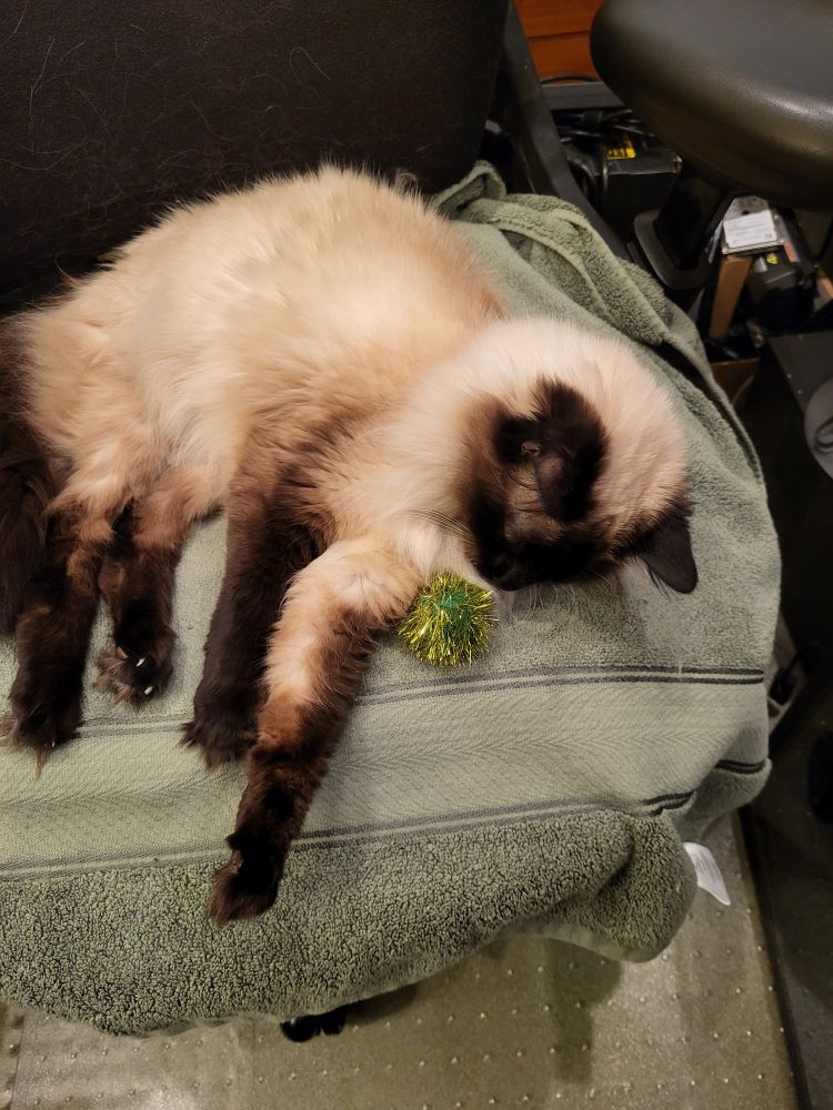 Balinese cat napping with a green sparkly cat toy