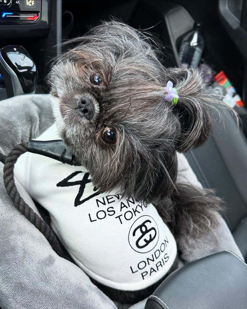 A small black and gray Shih tzu with a topknot looking up and backwards at the camera wearing a white Stussy Worldwide crewneck