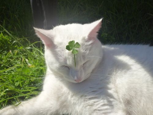 White cat lying in the grass looking downwards. On its forehead, a four leaf clover gently stands.