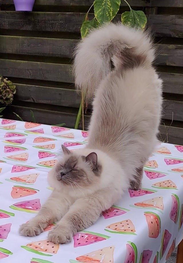 Cat stretching. Biiiiiiiiiig stretch