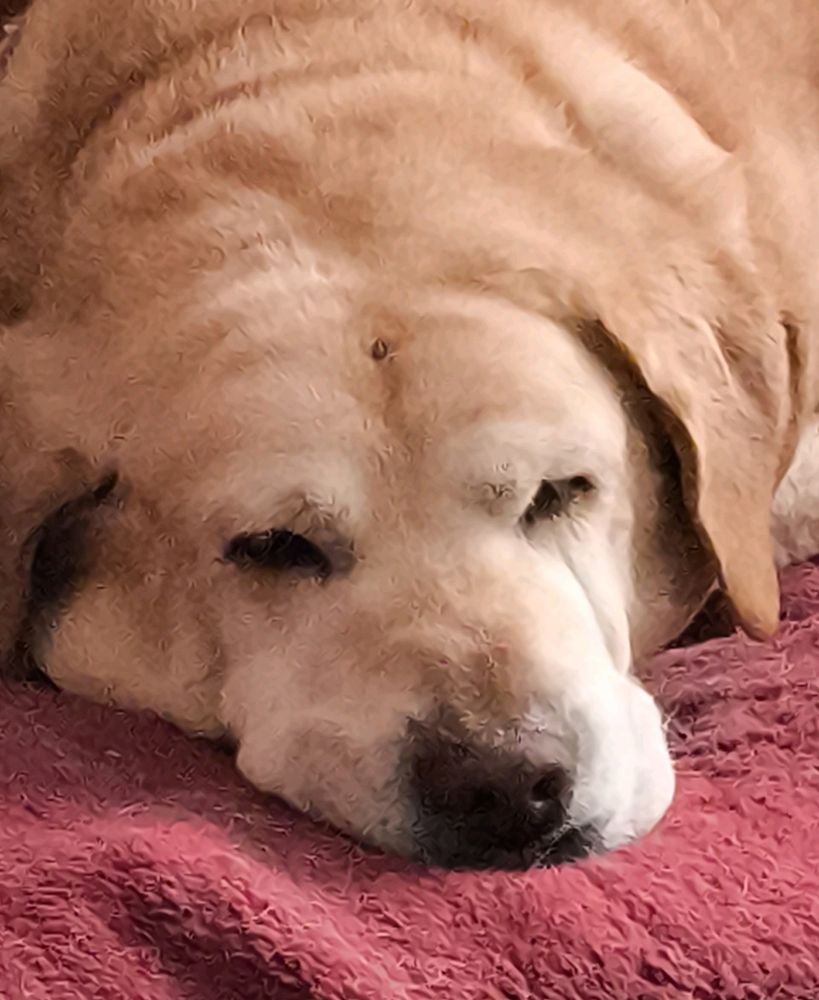 Picture of a golden retriever laying down on a gray mattress with a red tarp on top