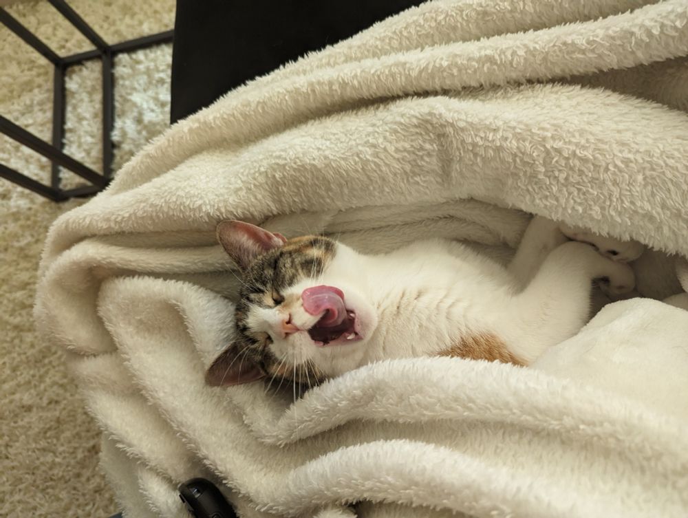 Yawning cat with tongue out.