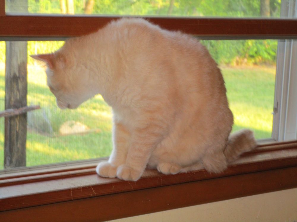 Creamsicle cat sitting up in an open window watching something outside (probably a squirrel).
