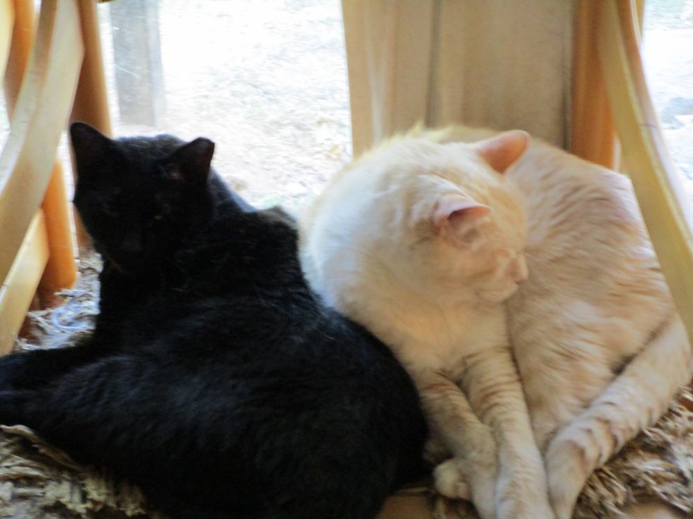 Black cat to the left, creamsicle cat to the right, sharing a wood frame caned-seated chair by the window. 