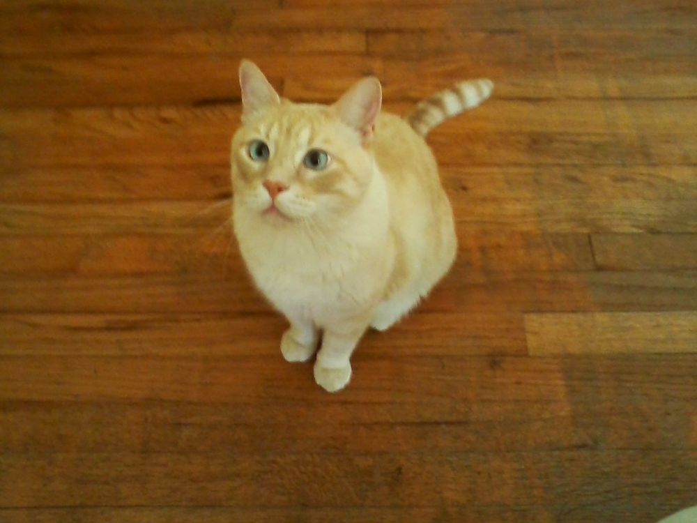 Creamsicle cat sitting up on a wood floor looking up intently at the camera.