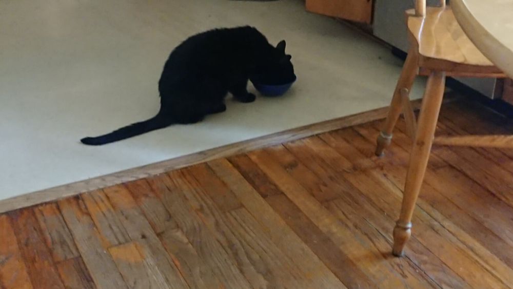 Black cat eating from a blue bowl on a linoleum floor.