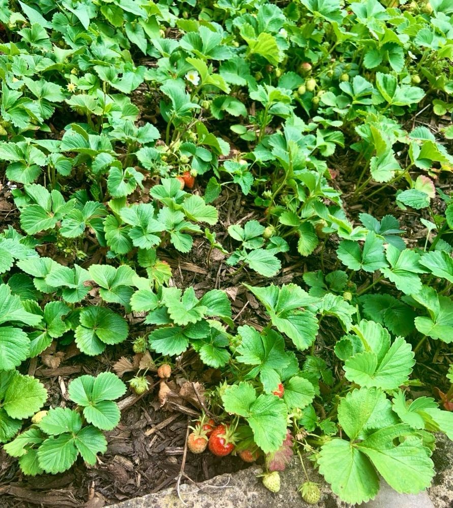 Strawberry patch