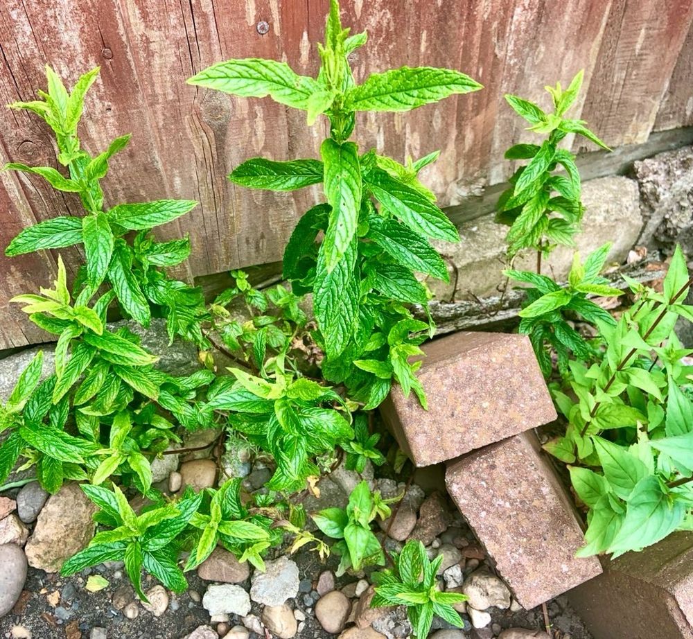 Mint