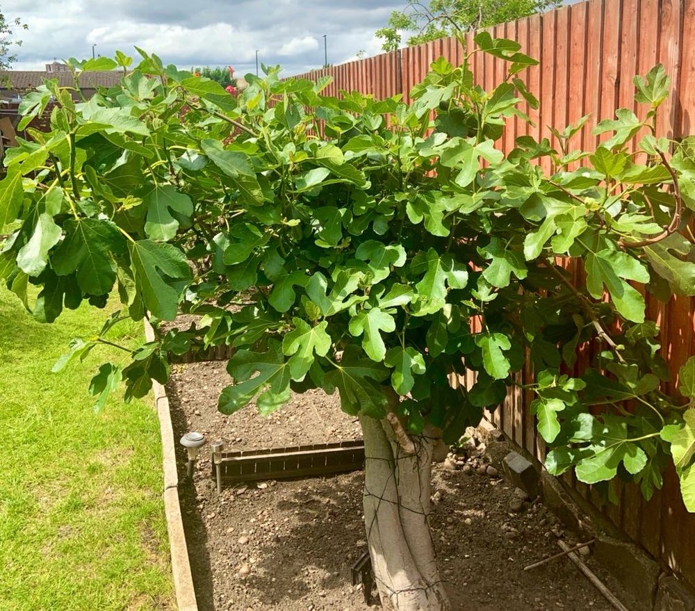 Fig tree