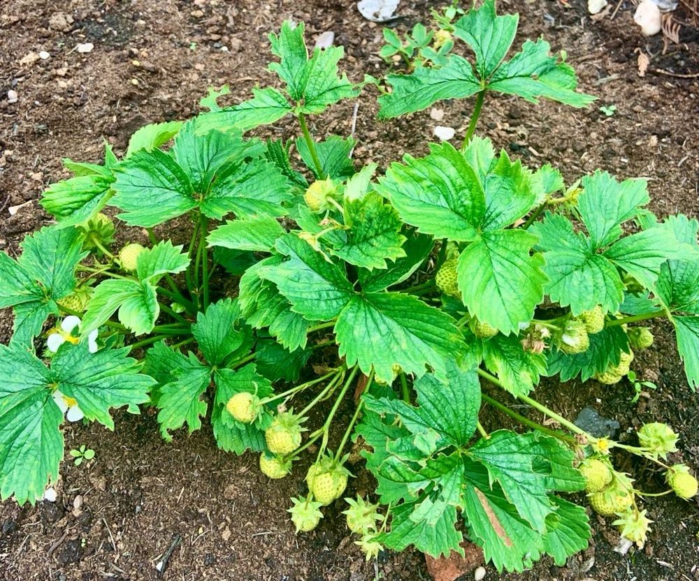 Strawberries