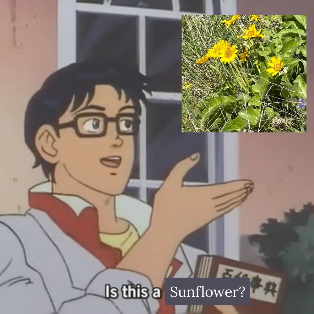 Meme guy saying “is this a sunflower?” to something that is not a sunflower