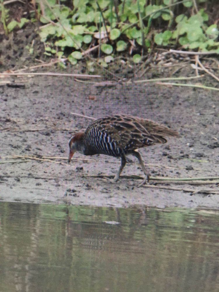 Buff banded rail looking for food in the mud around a pond