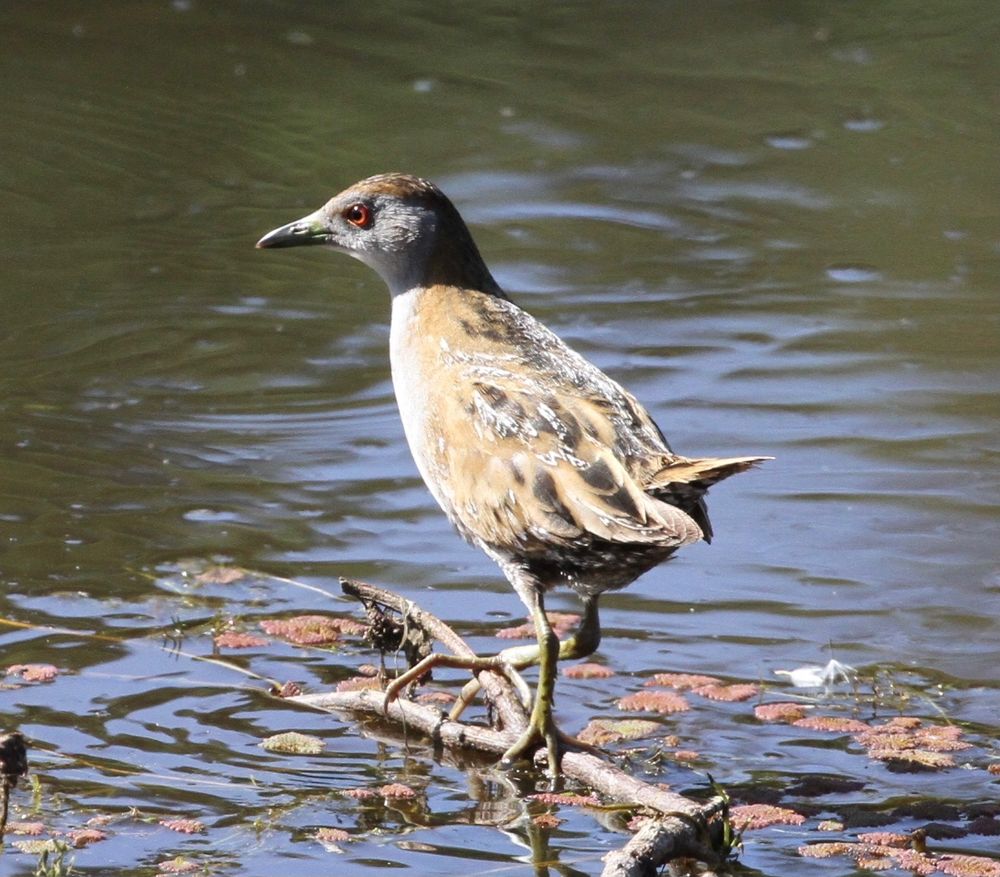 Baillons Crake