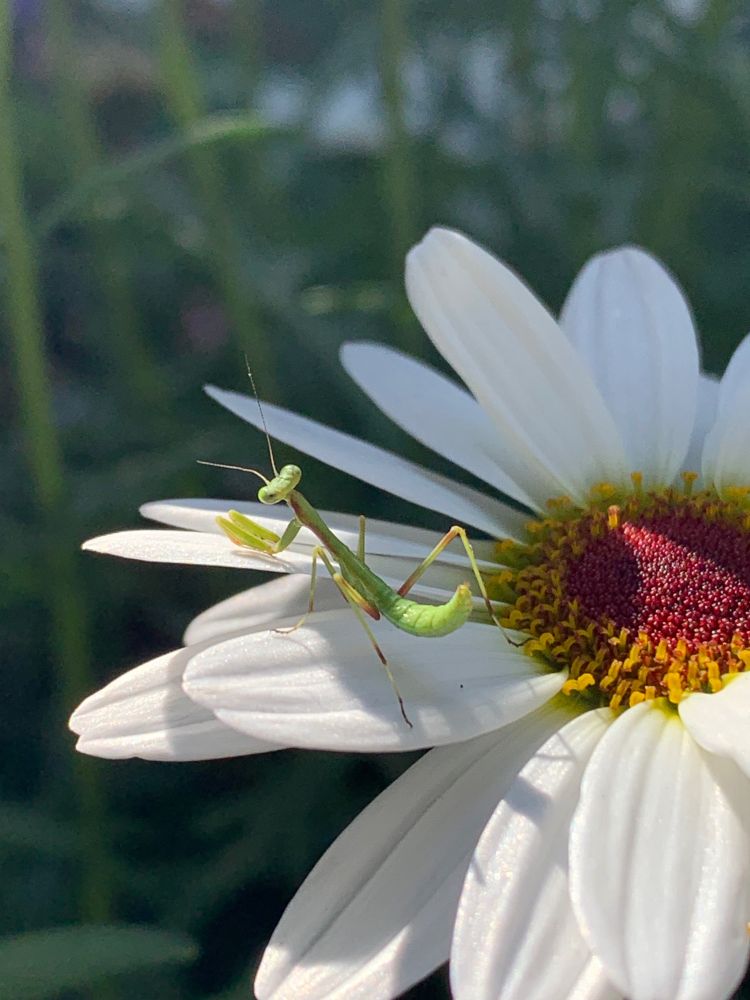 Baby praying mantis on a daisy